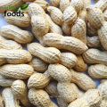 Neue Crop Raw Peanut Inshell zum Verkauf